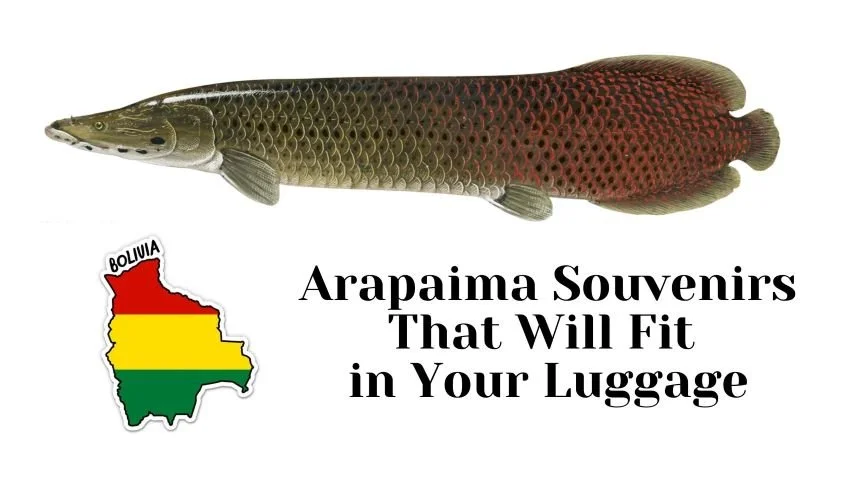 トップブリッジ ARAPAIMA NARROW TYPE-W 新品・未使用 Arapaima Scales: Evolution, Jewelry & Bolivia Fishing Adventures